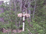 Указательный столби возле развилки, стоящий в окружении леса.
